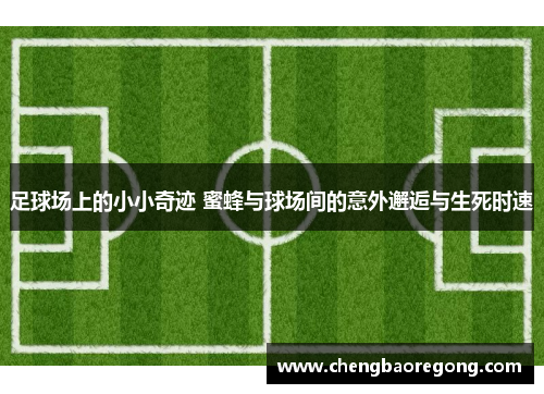 足球场上的小小奇迹 蜜蜂与球场间的意外邂逅与生死时速